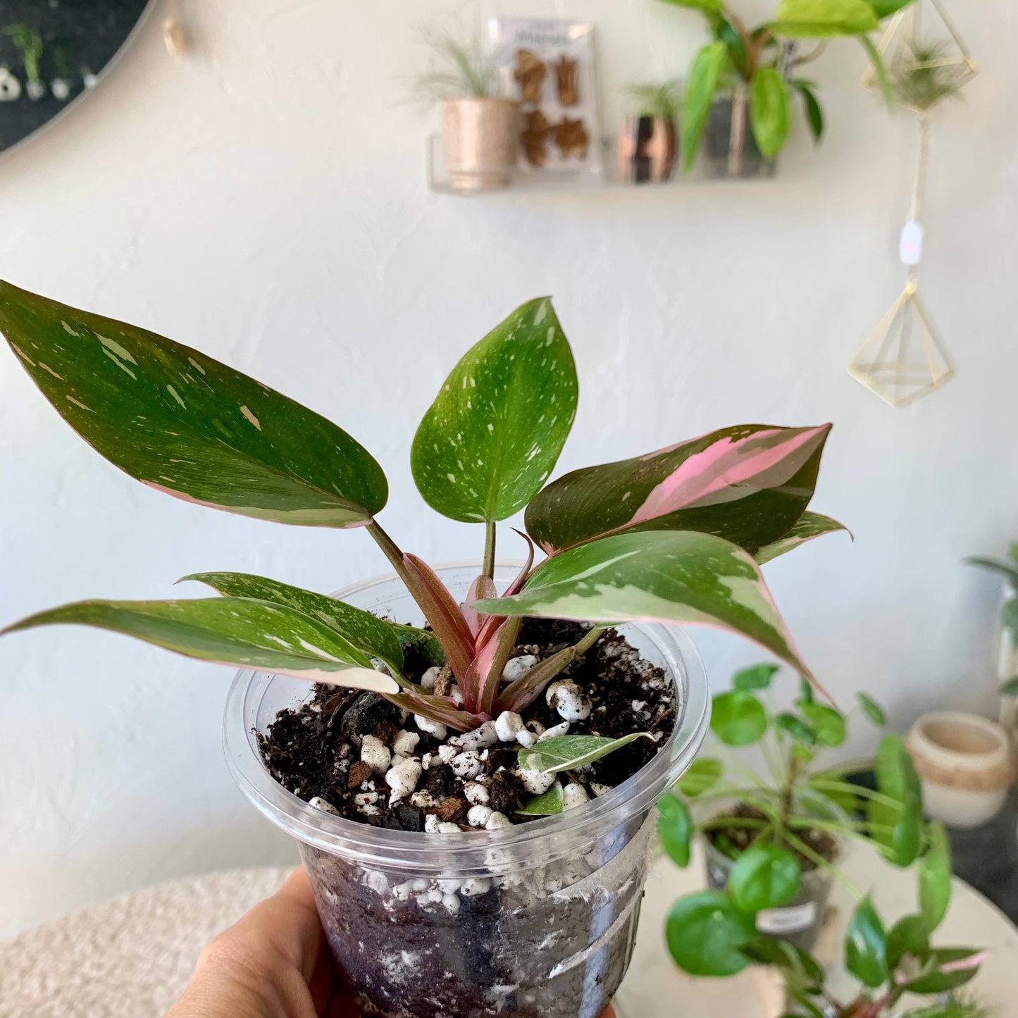 Pink princess philodendron 4"