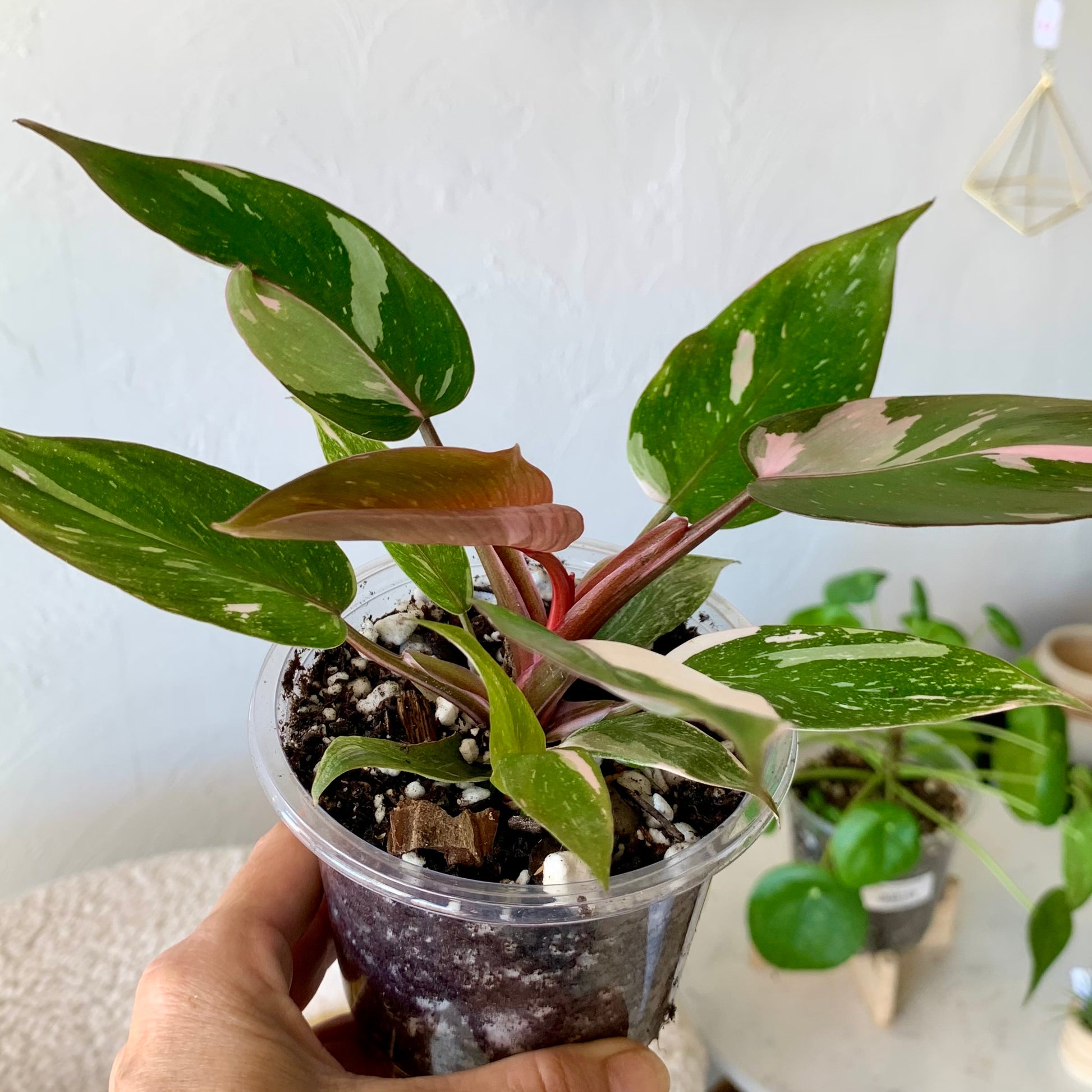 Pink princess philodendron 4"