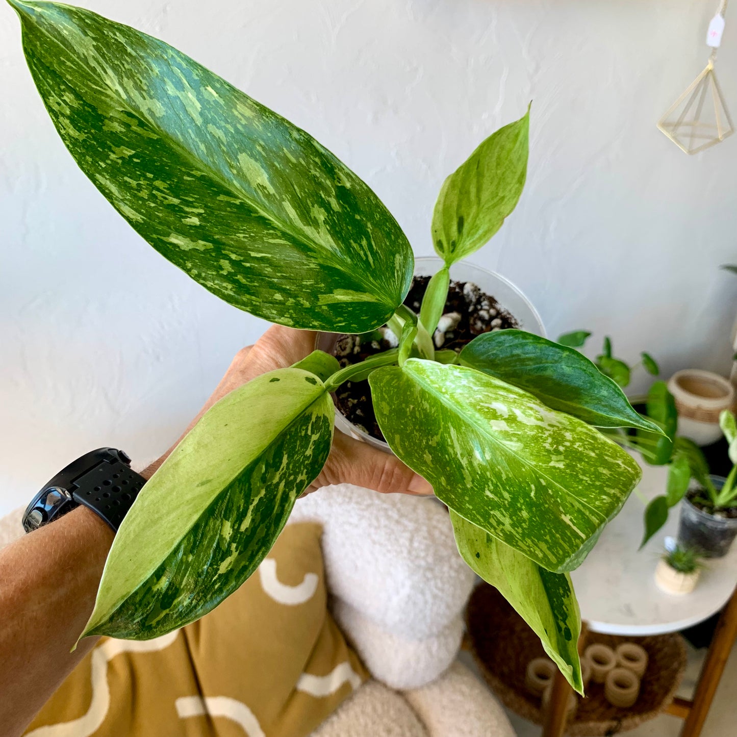 Jose Bueno Philodendron 4"