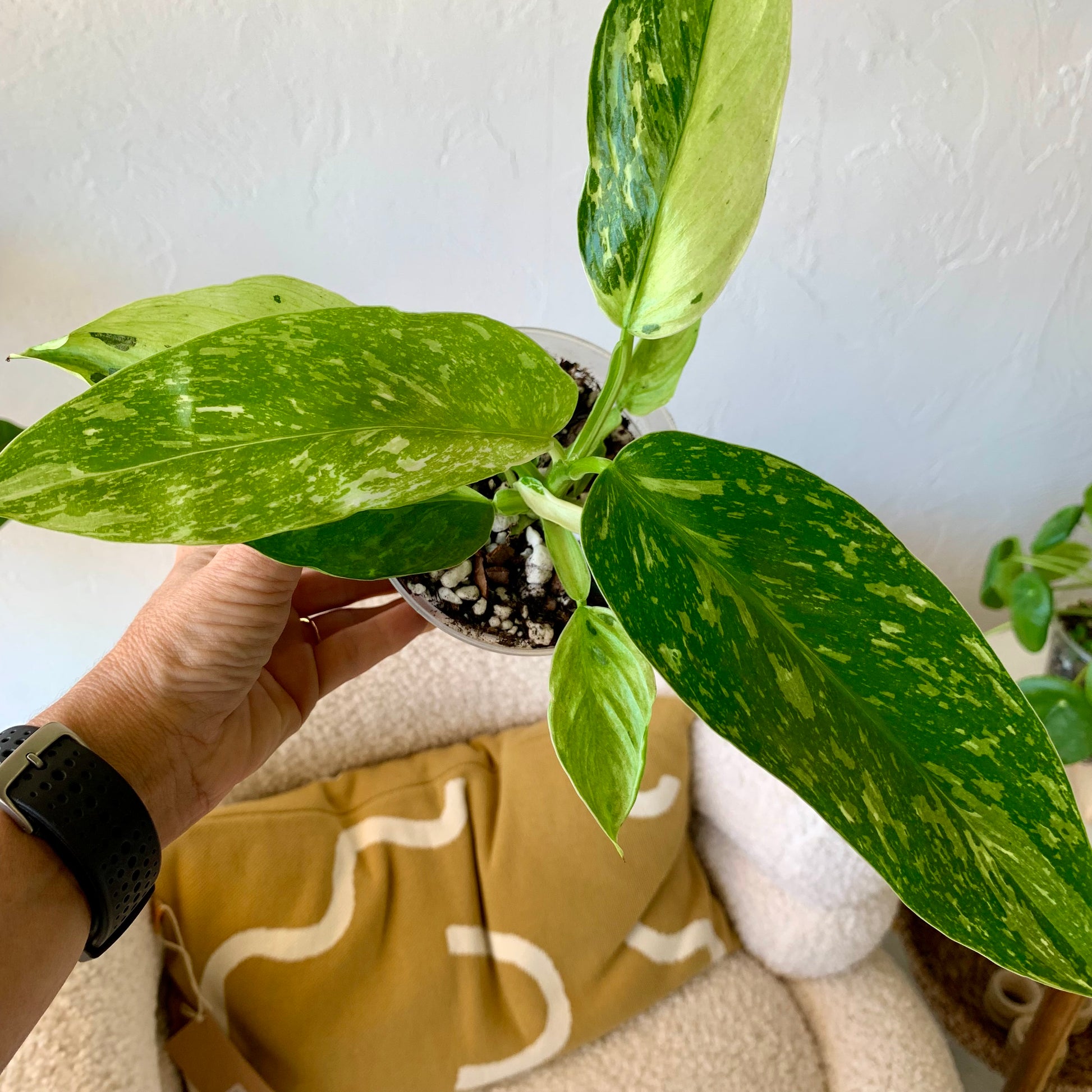 Jose Buono Philodendron 4"