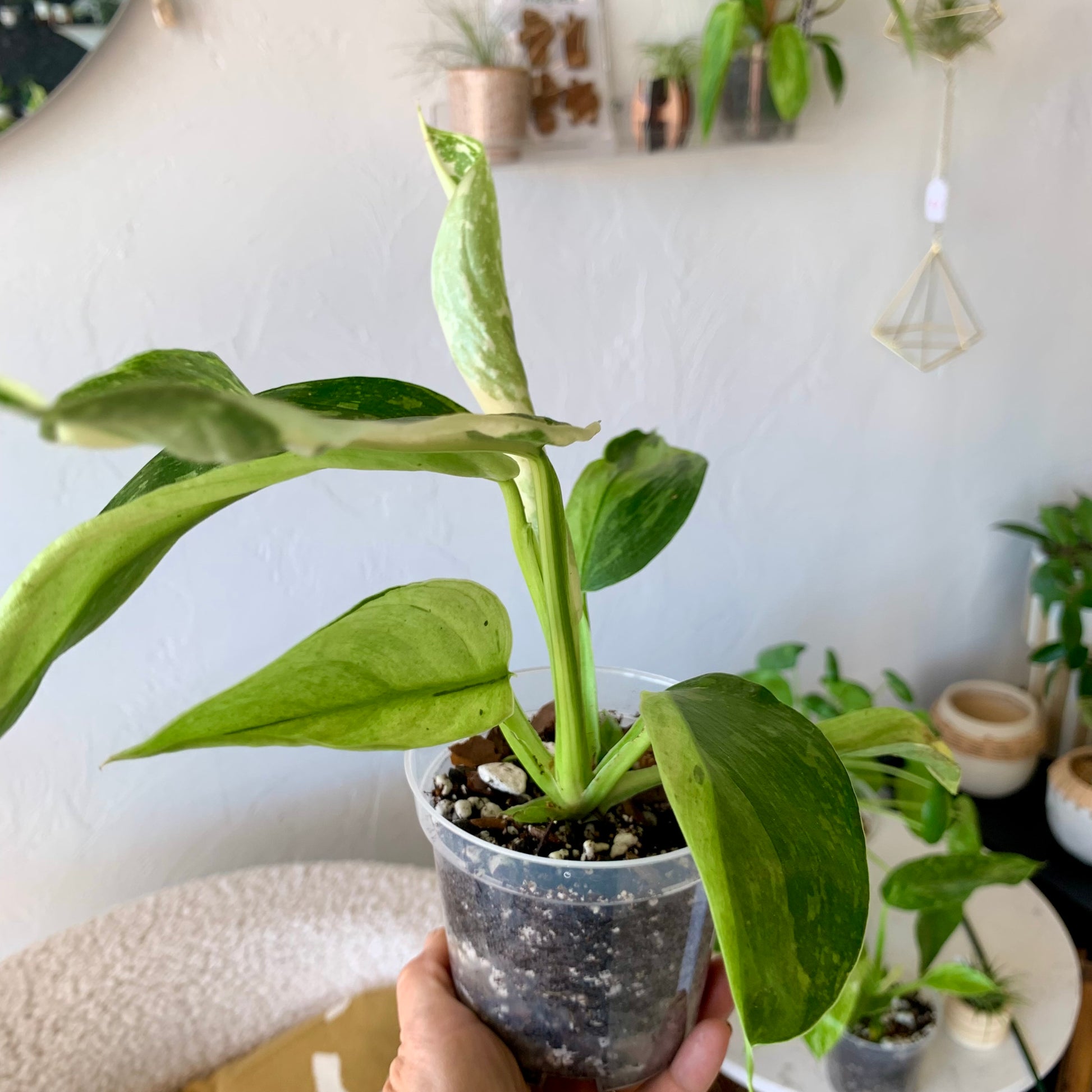 Variegated Philodendron