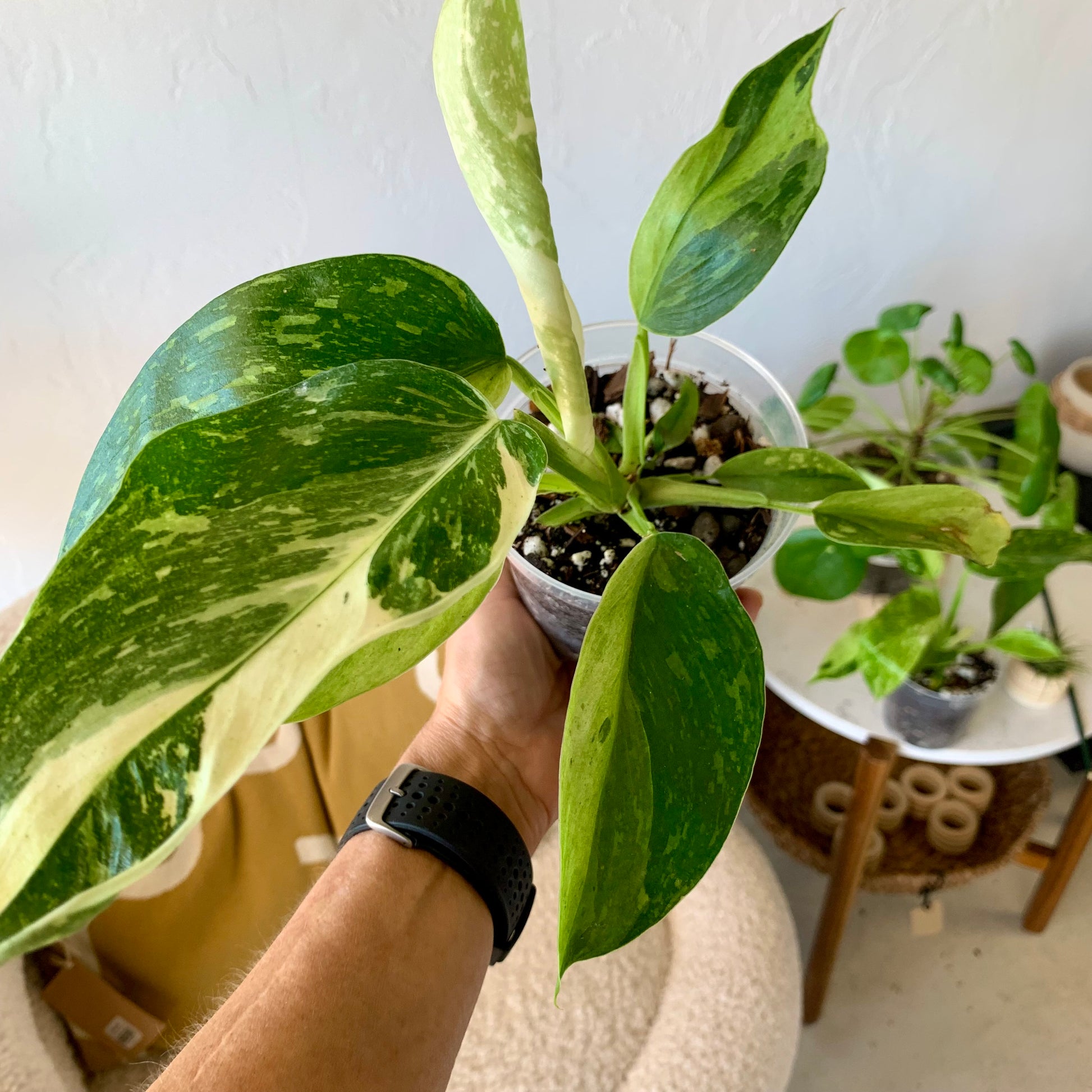 Jose Bueno Philodendron 4"