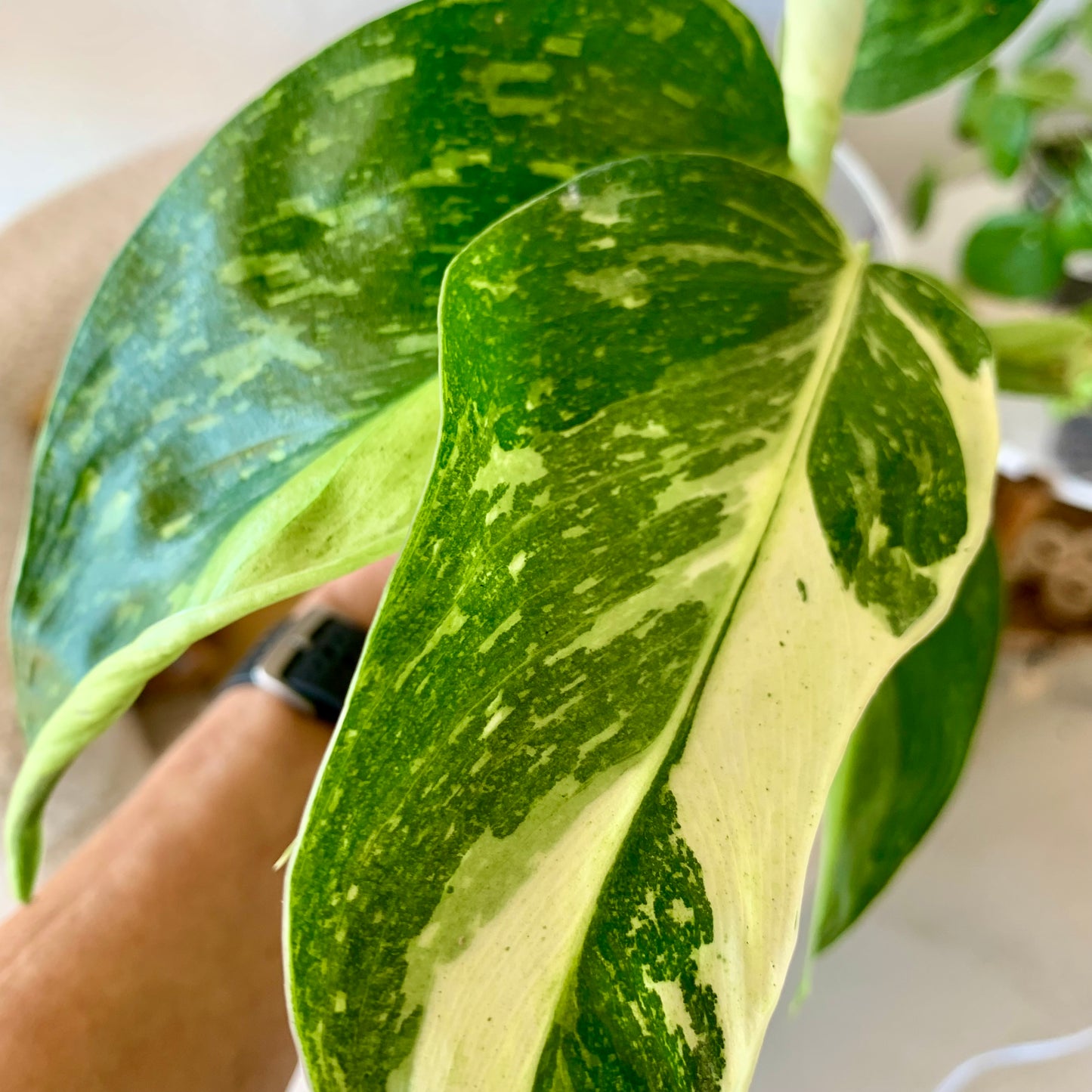 Jose Bueno Philodendron 4"