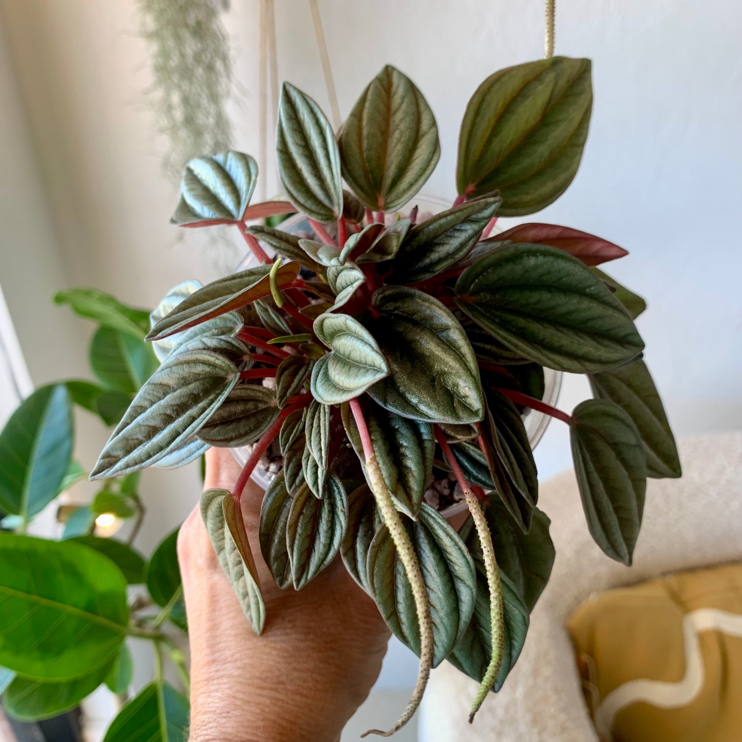 Peperomia Ripple Red Rosso