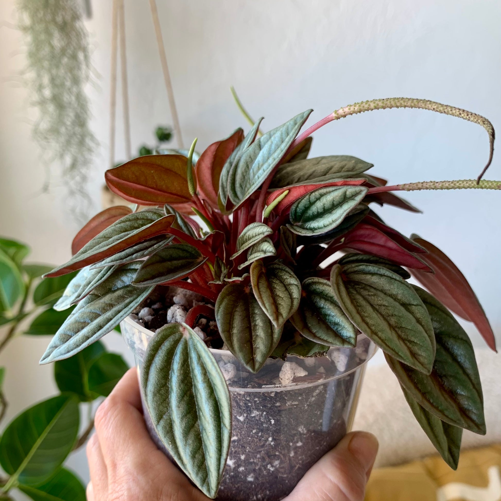 Peperomia Ripple Red Rosso