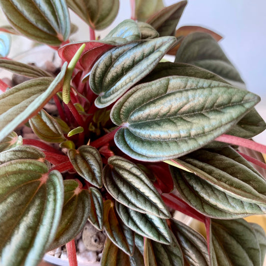 Peperomia Ripple Red Rosso