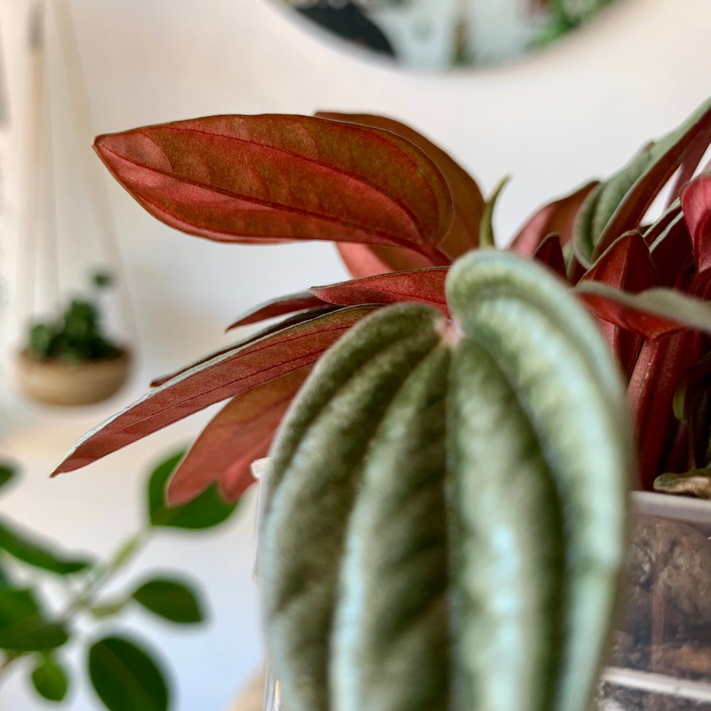 Peperomia Ripple Red Rosso