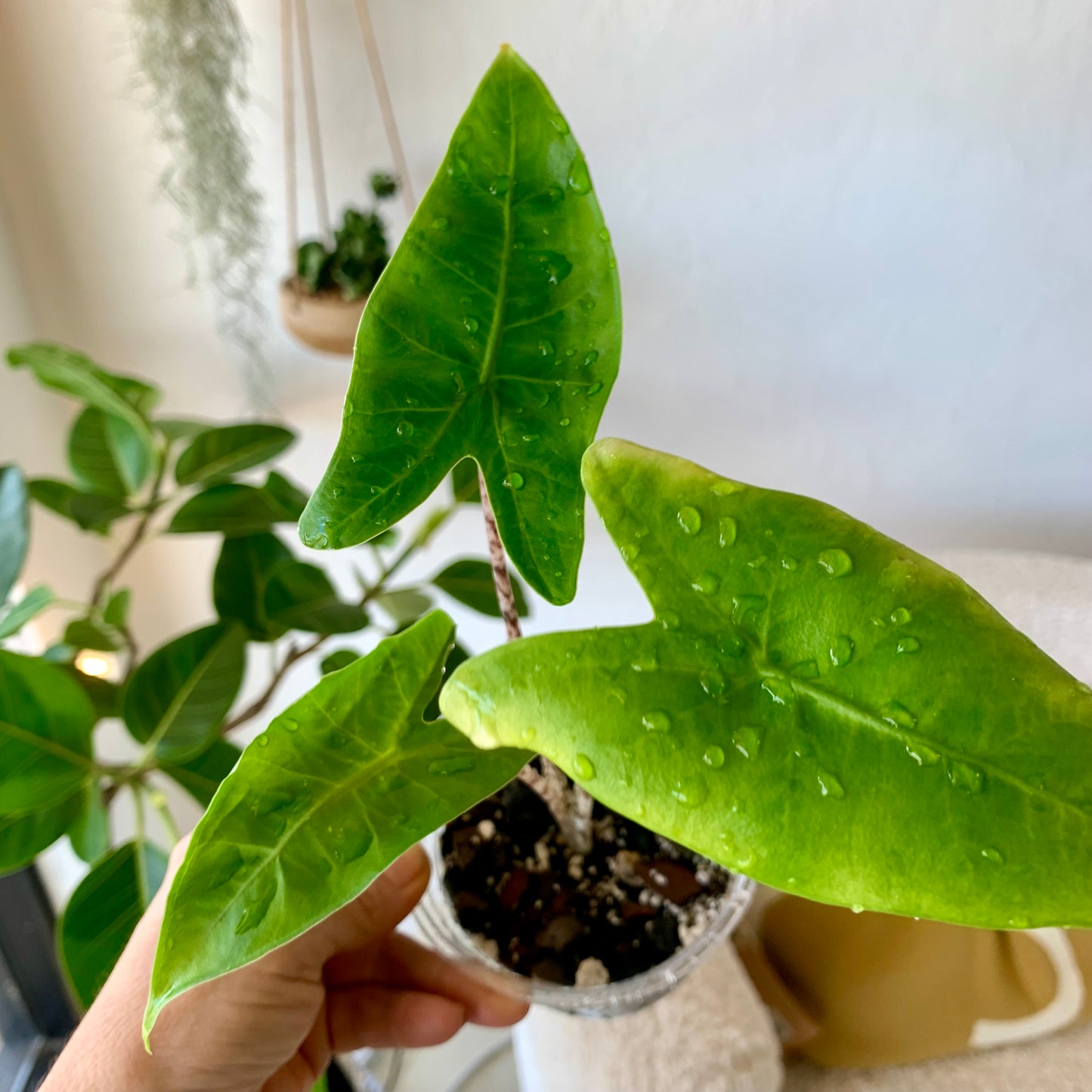 Alocasia Zebrina