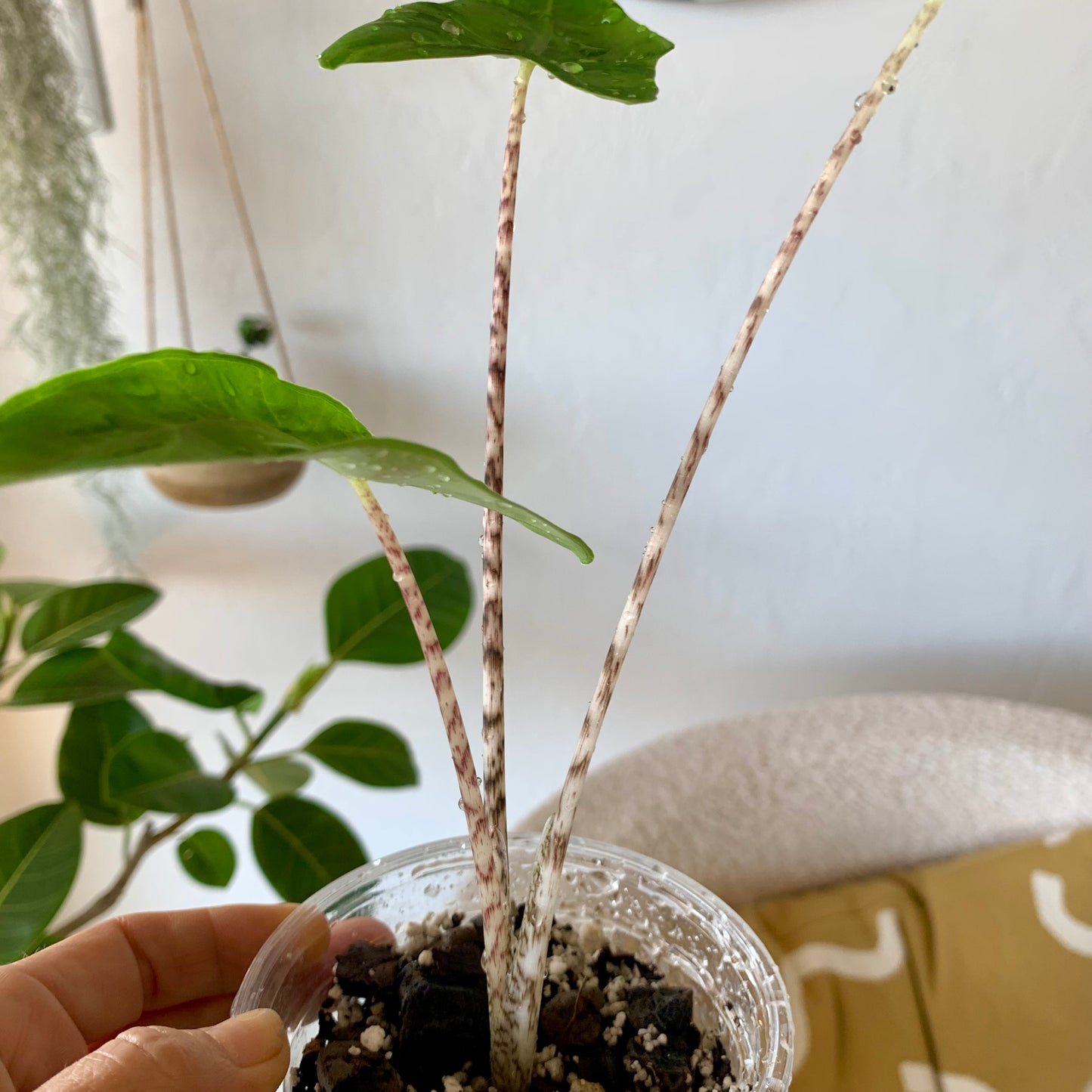 Alocasia Zebrina