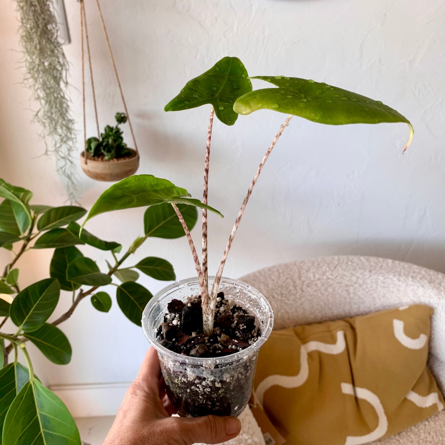 Alocasia Zebrina