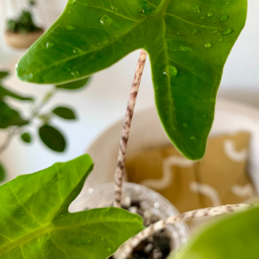 Alocasia Zebrina