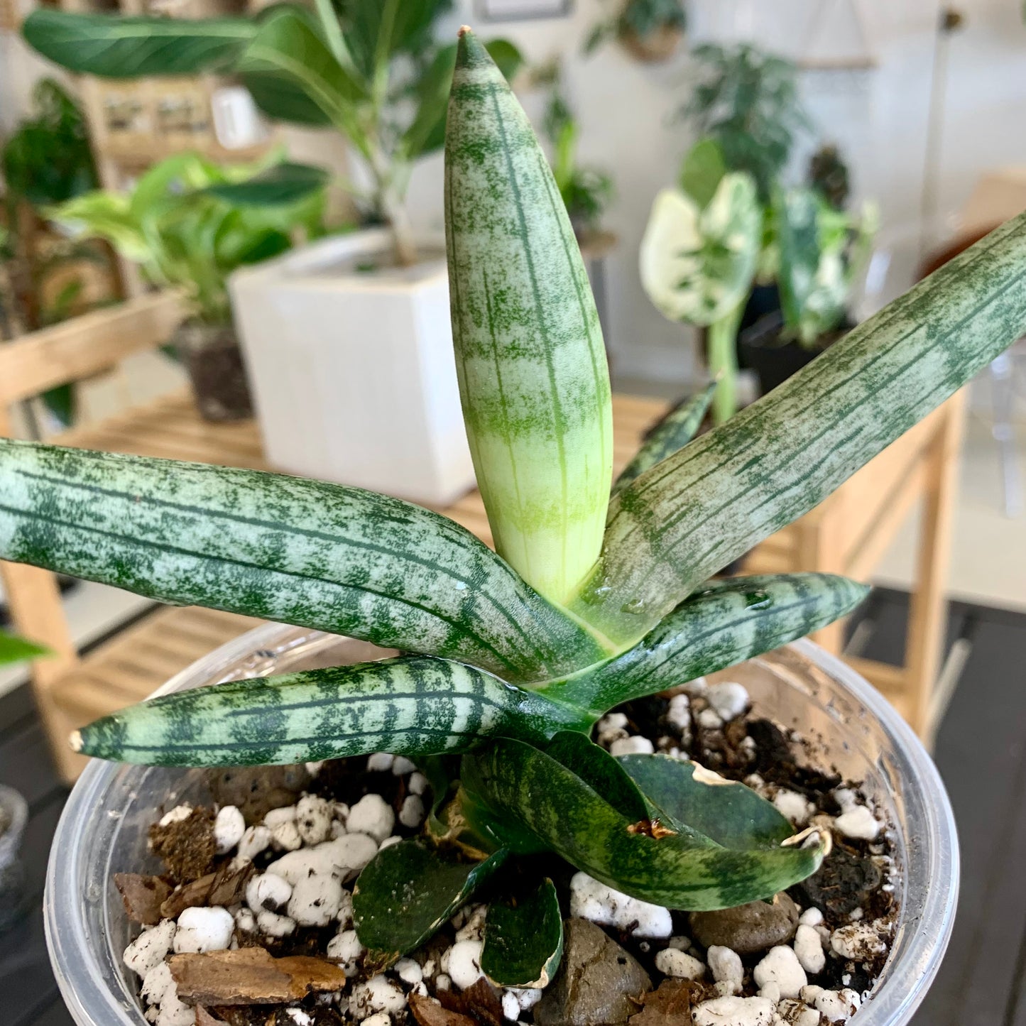 Starfish Snake Plant