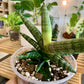 Starfish Snake Plant