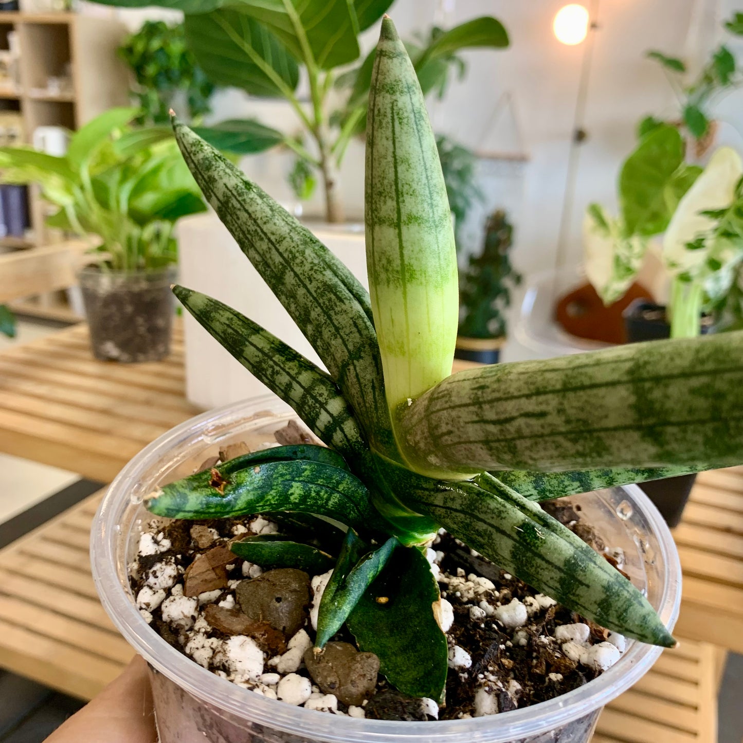 Starfish Snake Plant