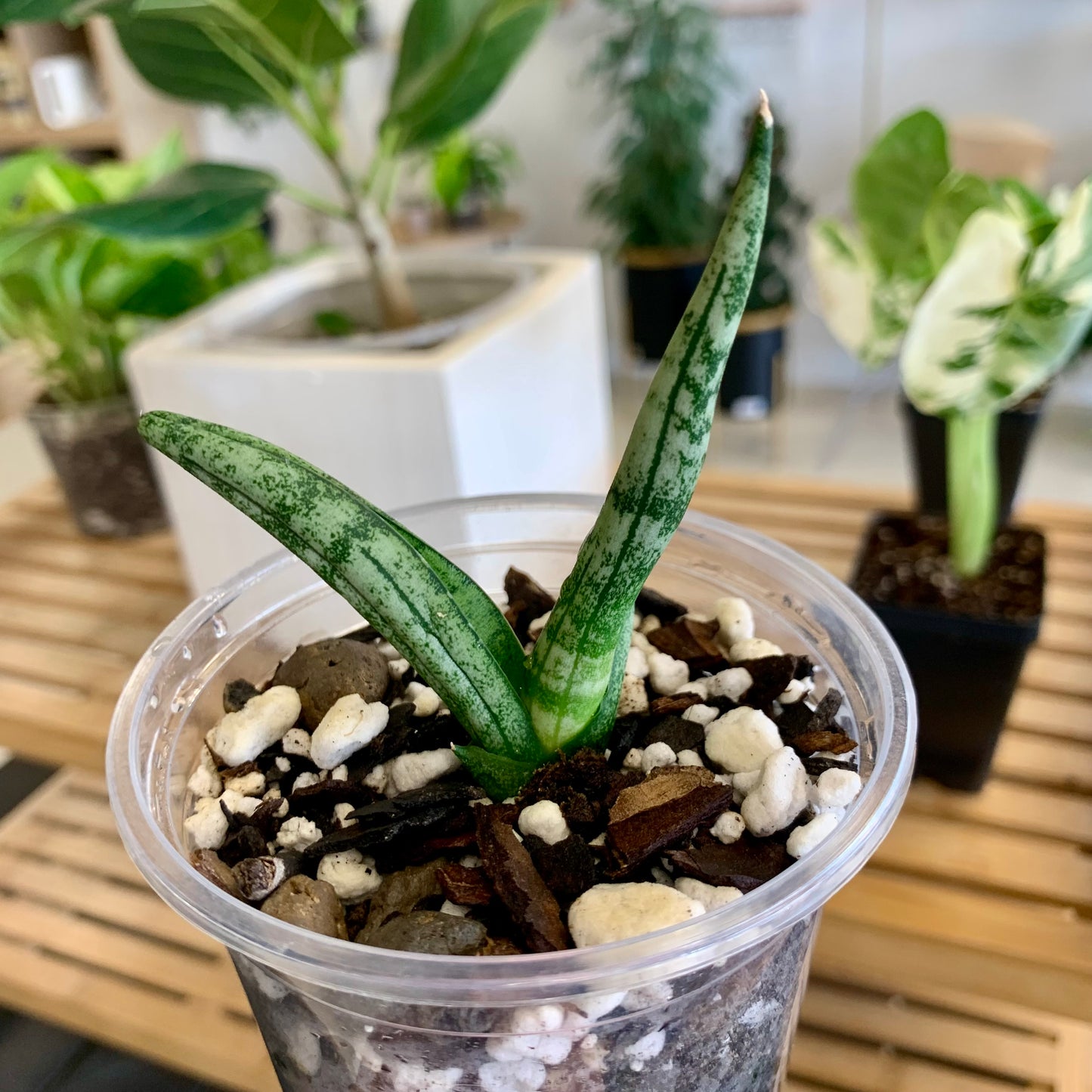 Starfish Snake Plant