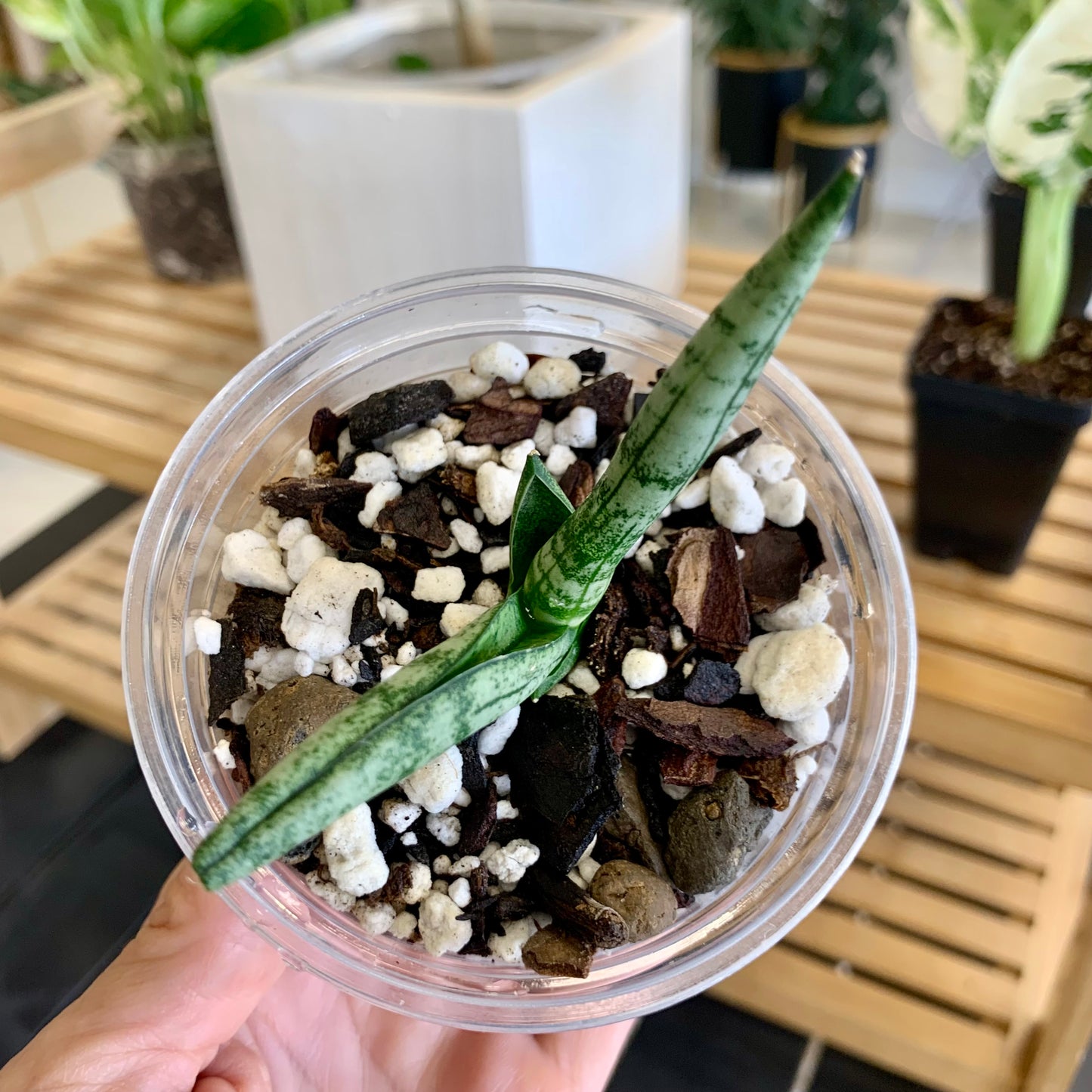 Starfish Snake Plant