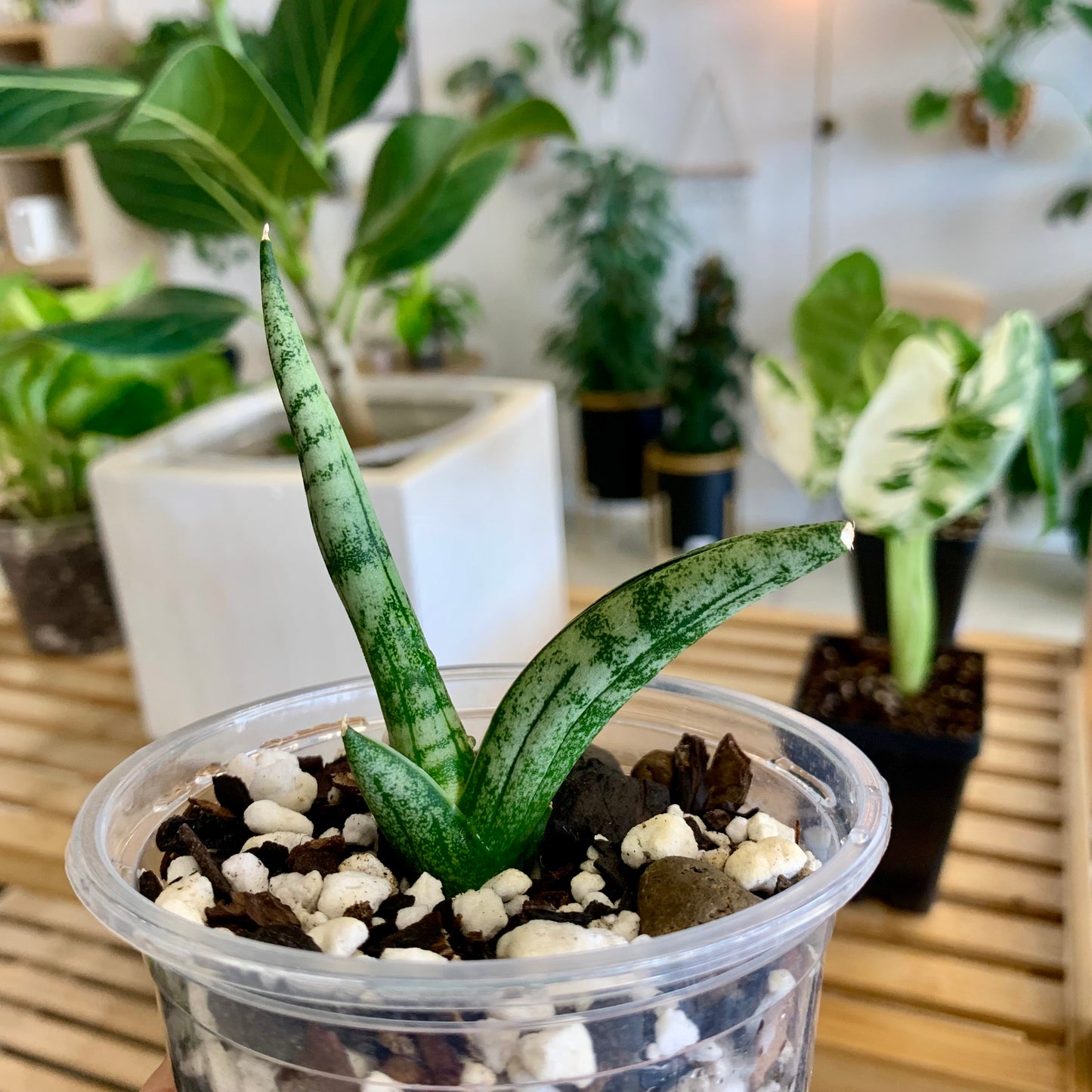 Starfish Snake Plant