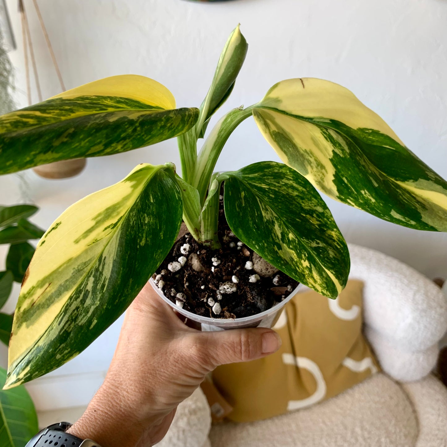 Monstera Standleyana Aurea Variegata