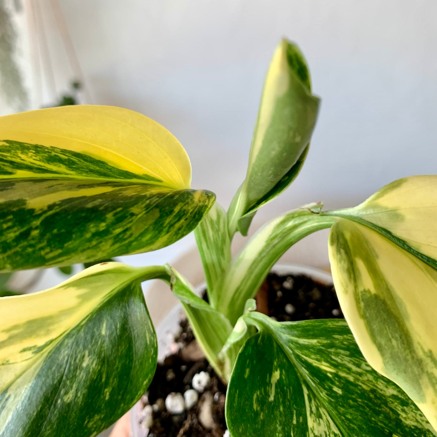 Monstera Standleyana Aurea Variegata