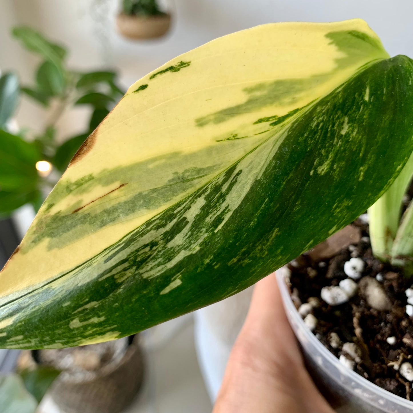 Monstera Standleyana Aurea Variegata