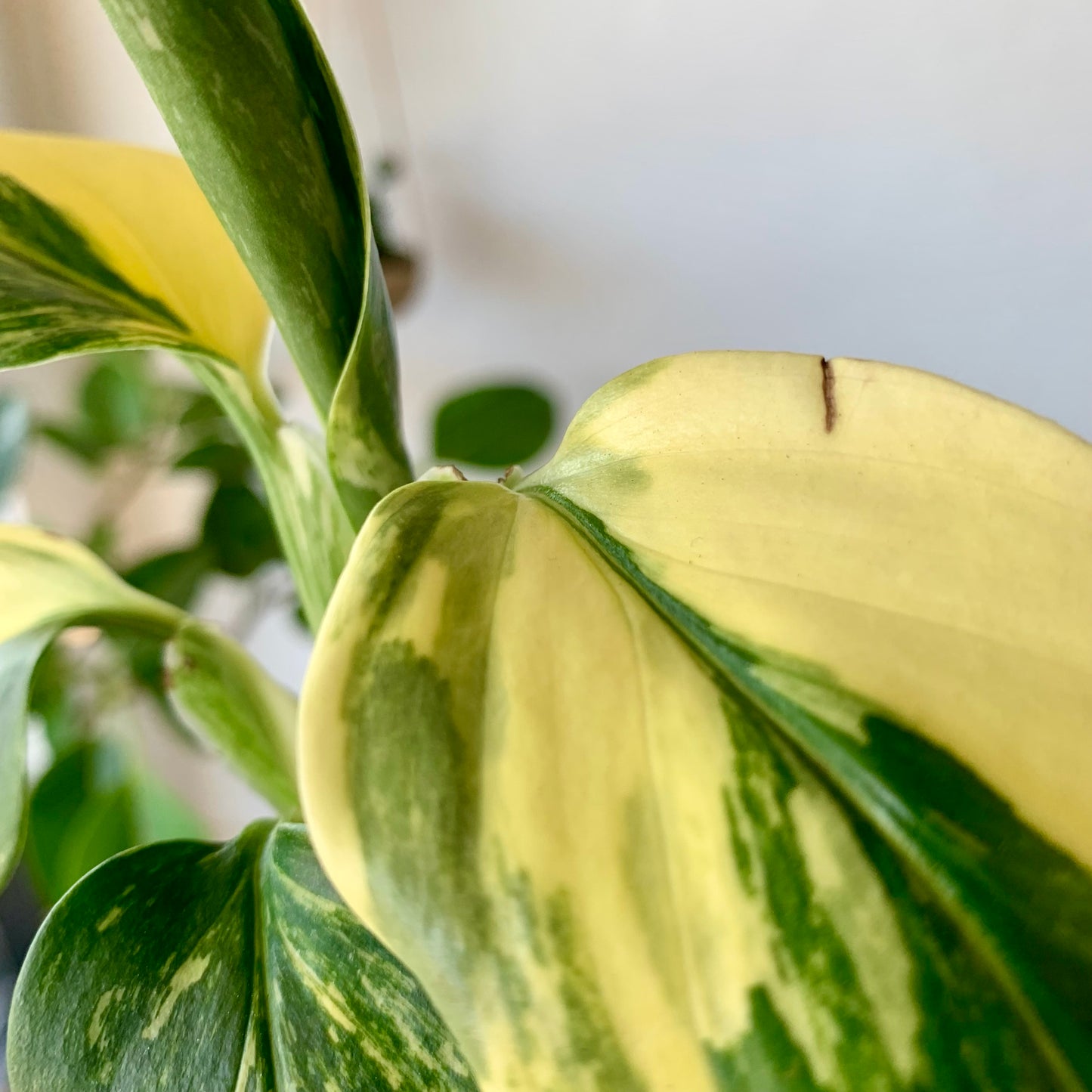 Monstera Standleyana Aurea Variegata