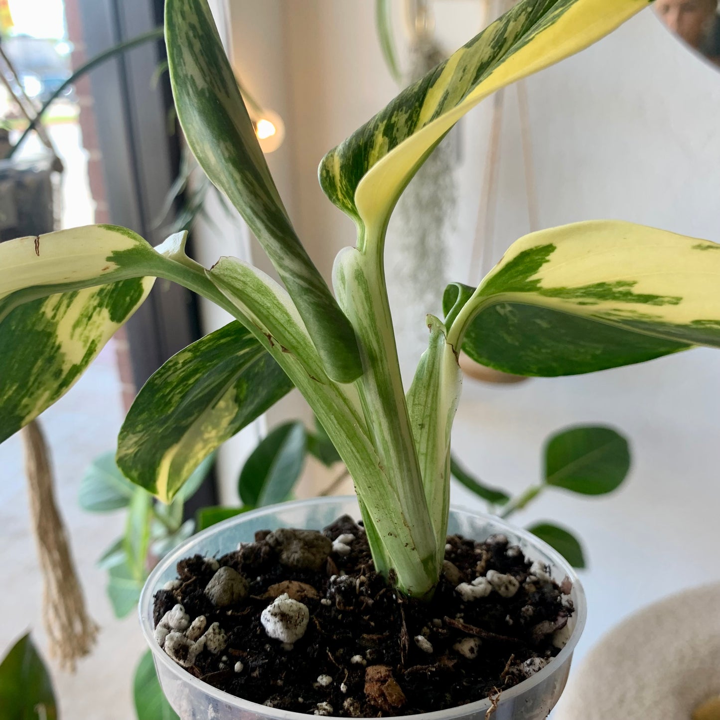 Monstera Standleyana Aurea Variegata