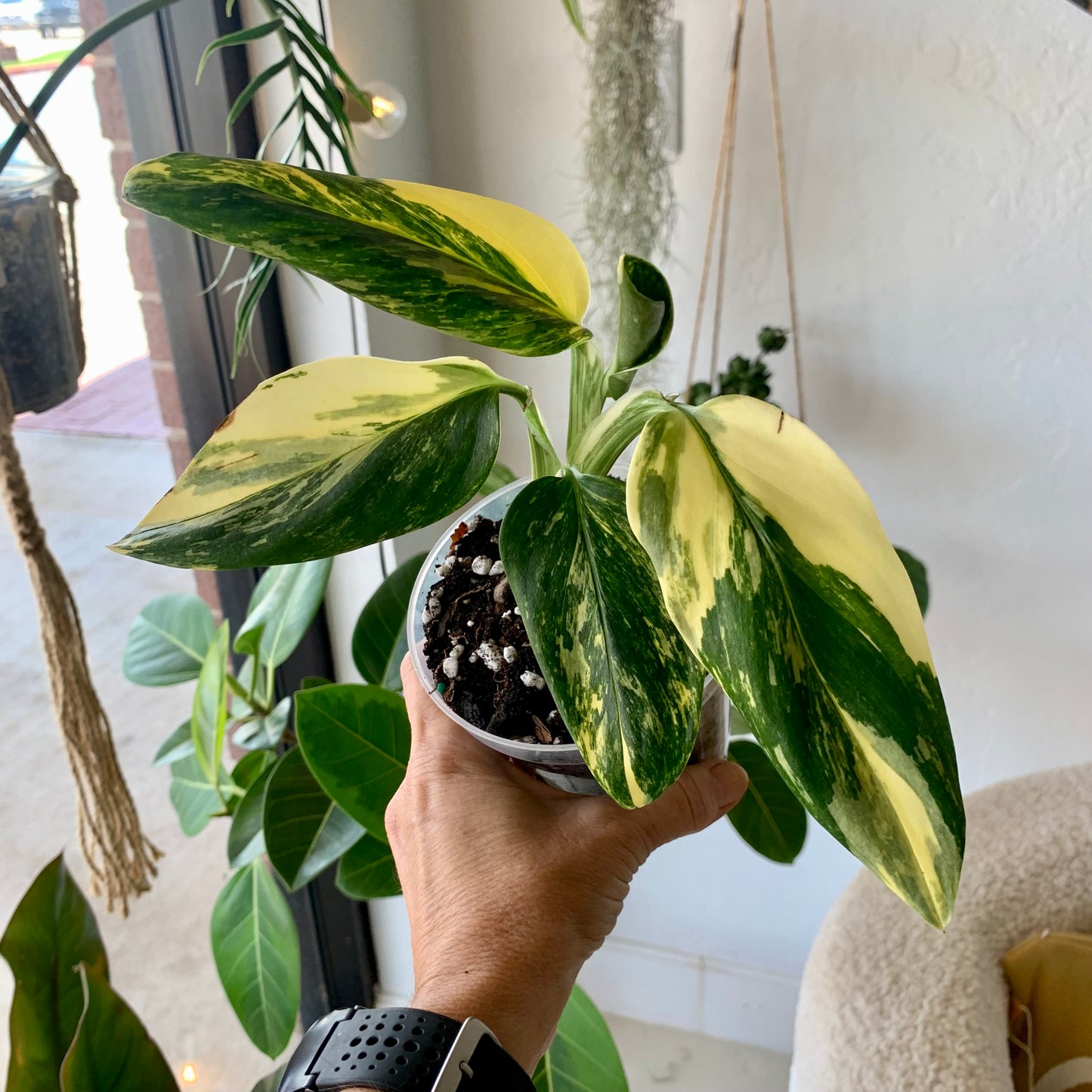 Monstera Standleyana Aurea Variegata