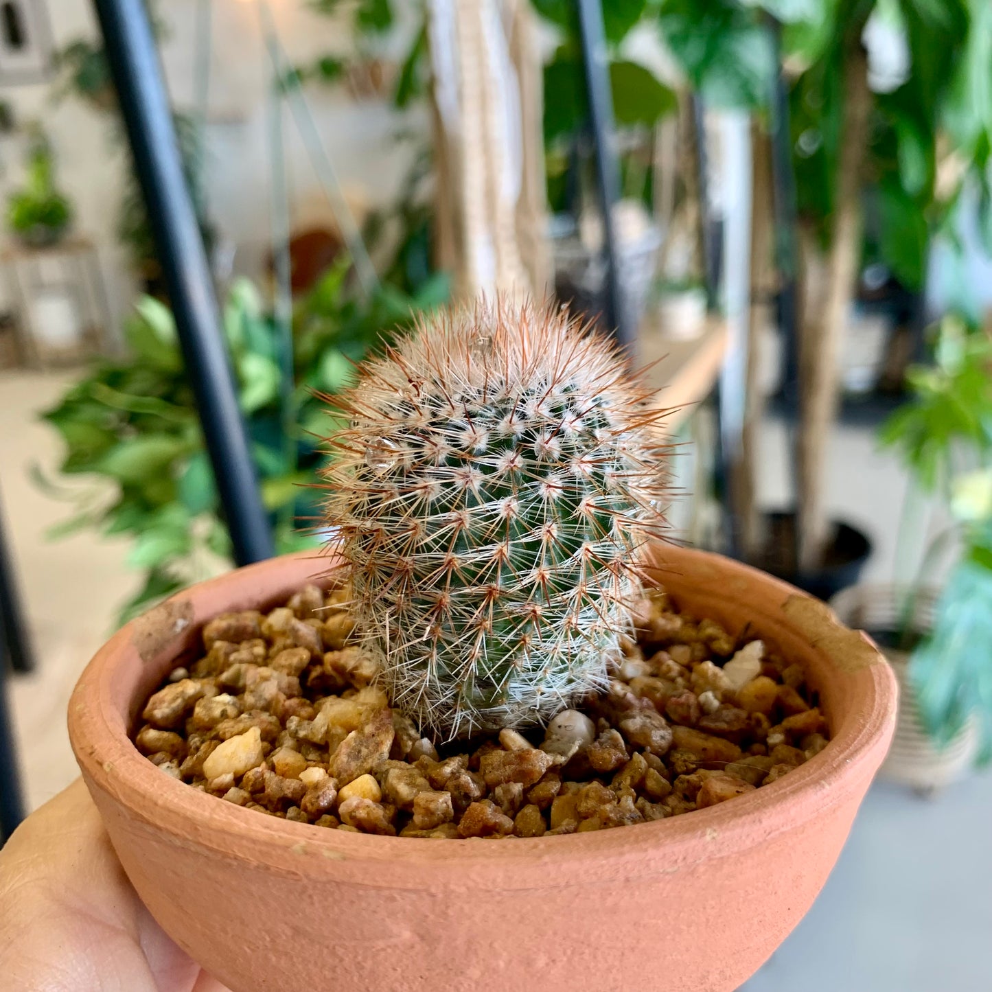 Potted Pincushion Cactus