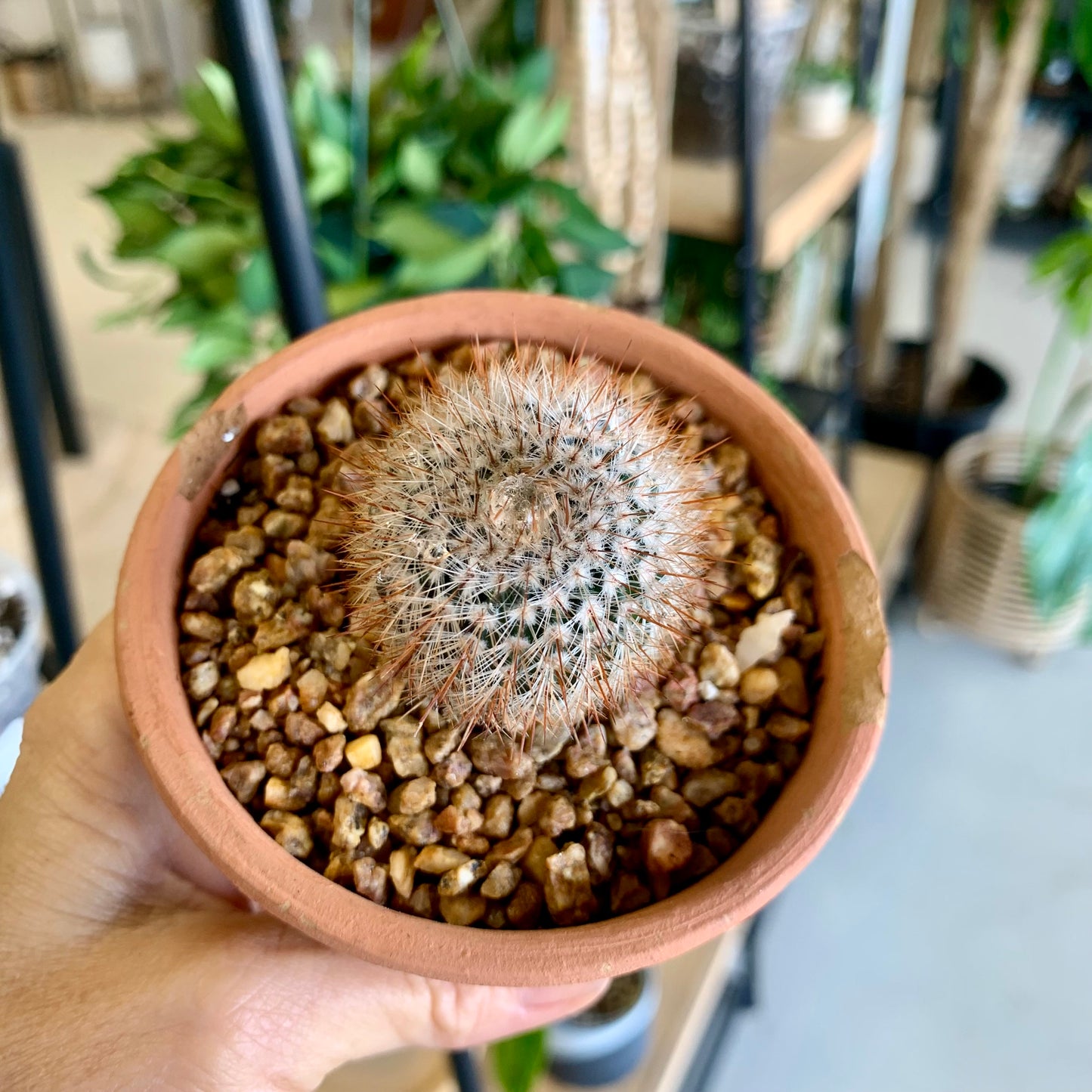 Potted Pincushion Cactus