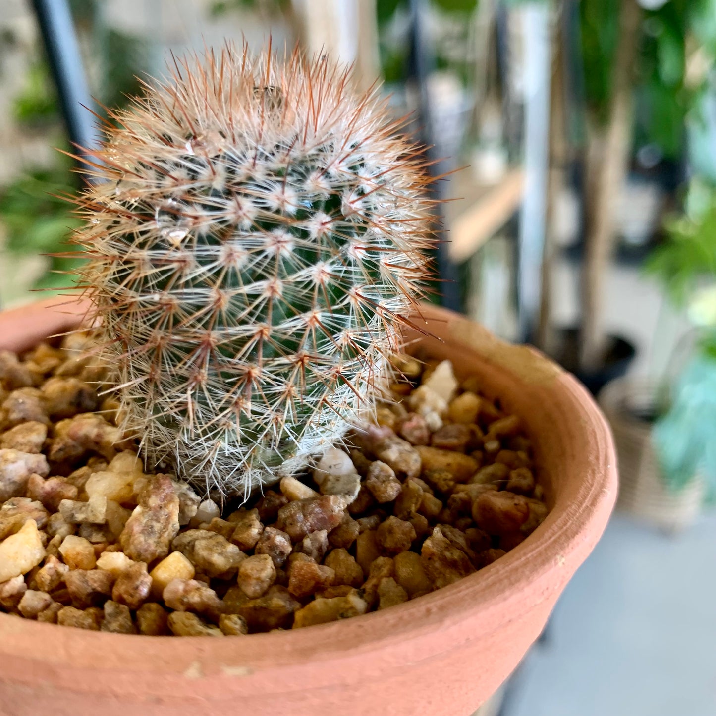 Potted Pincushion Cactus