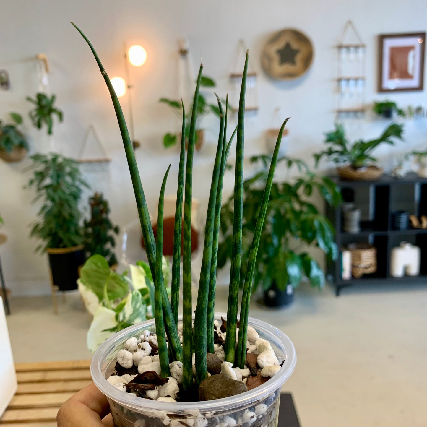 Fernwood Snake Plant