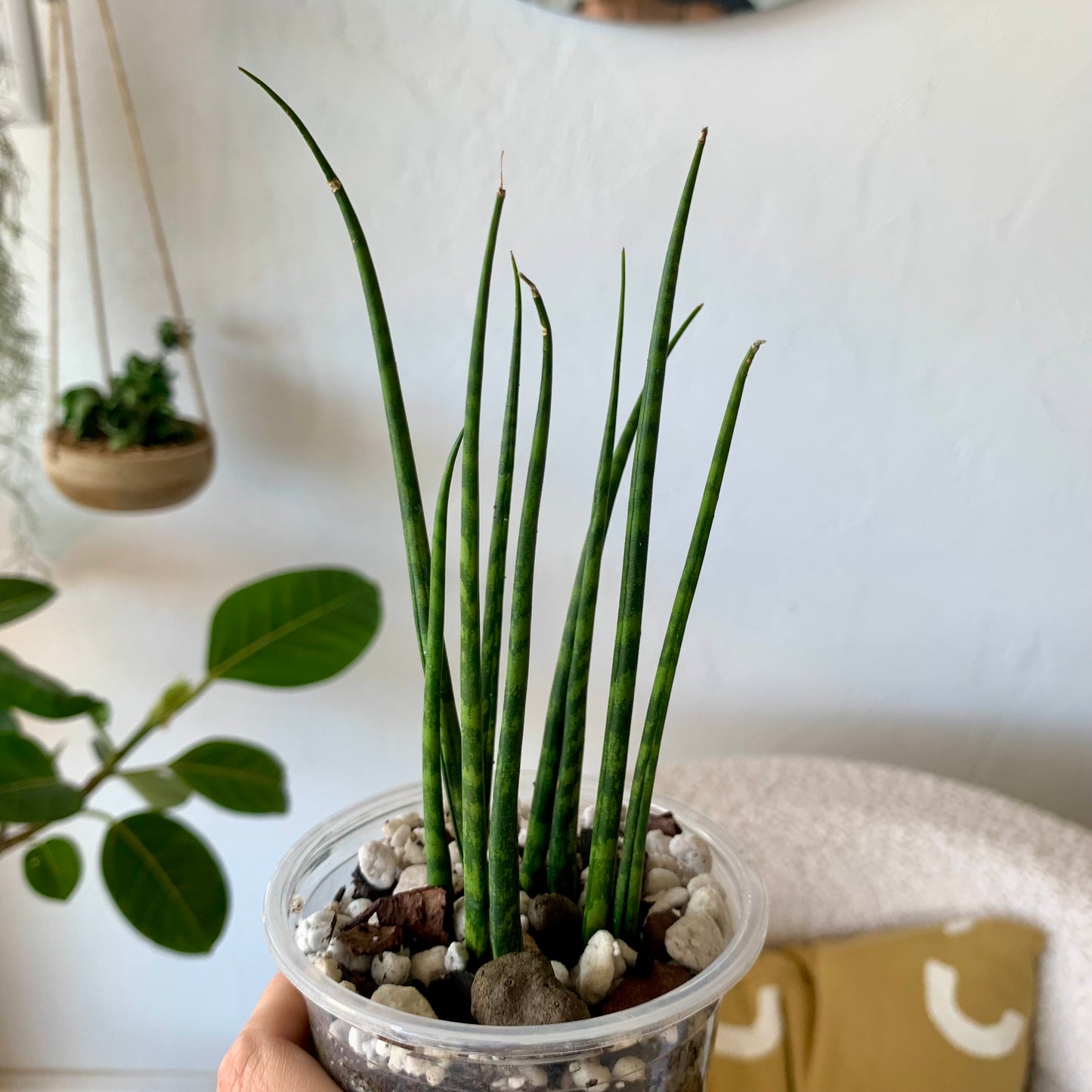 Fernwood Snake Plant