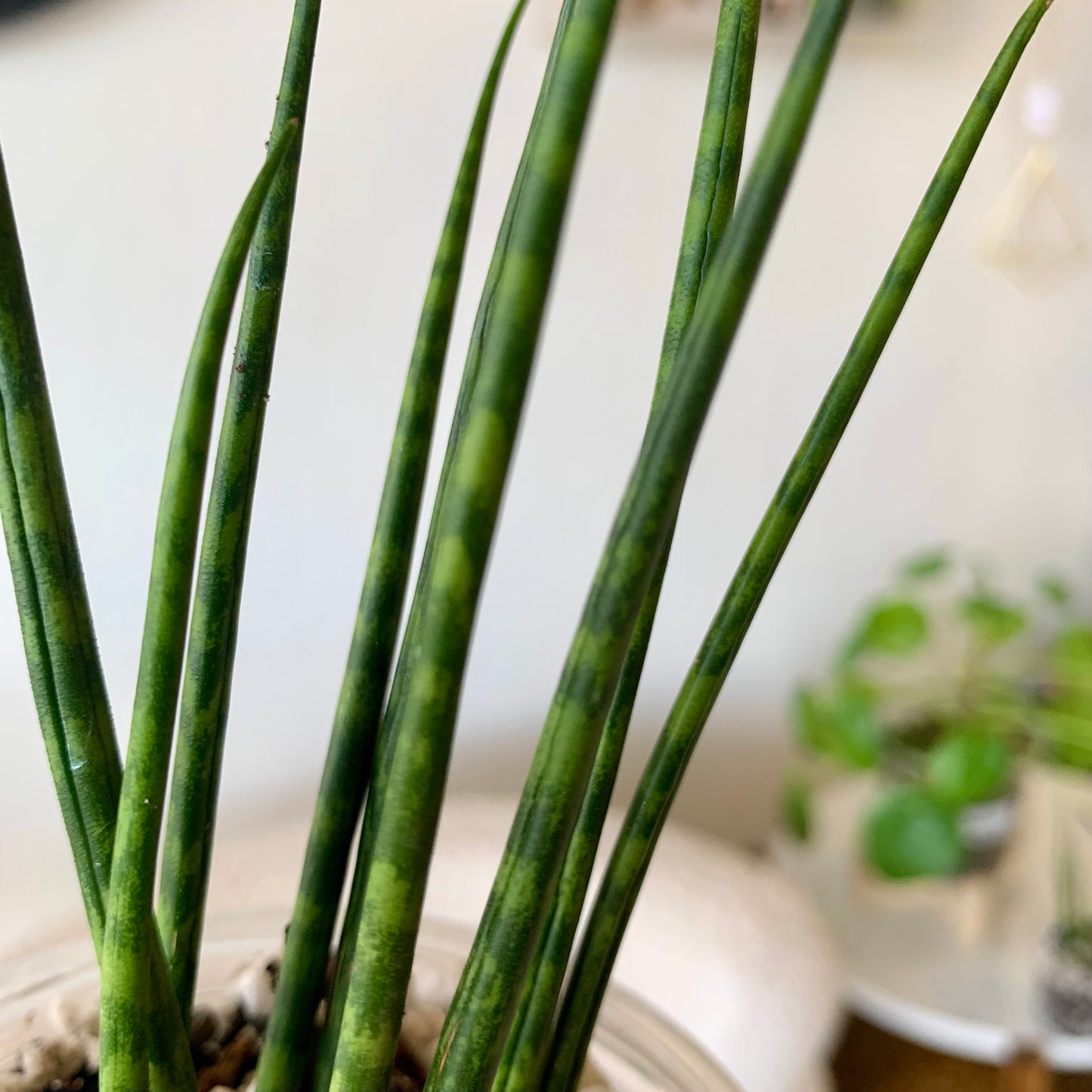 Fernwood Snake Plant