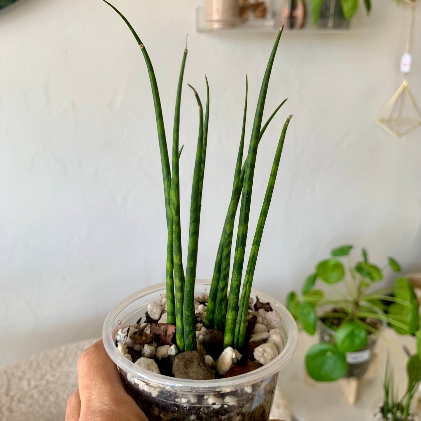 Fernwood Snake Plant