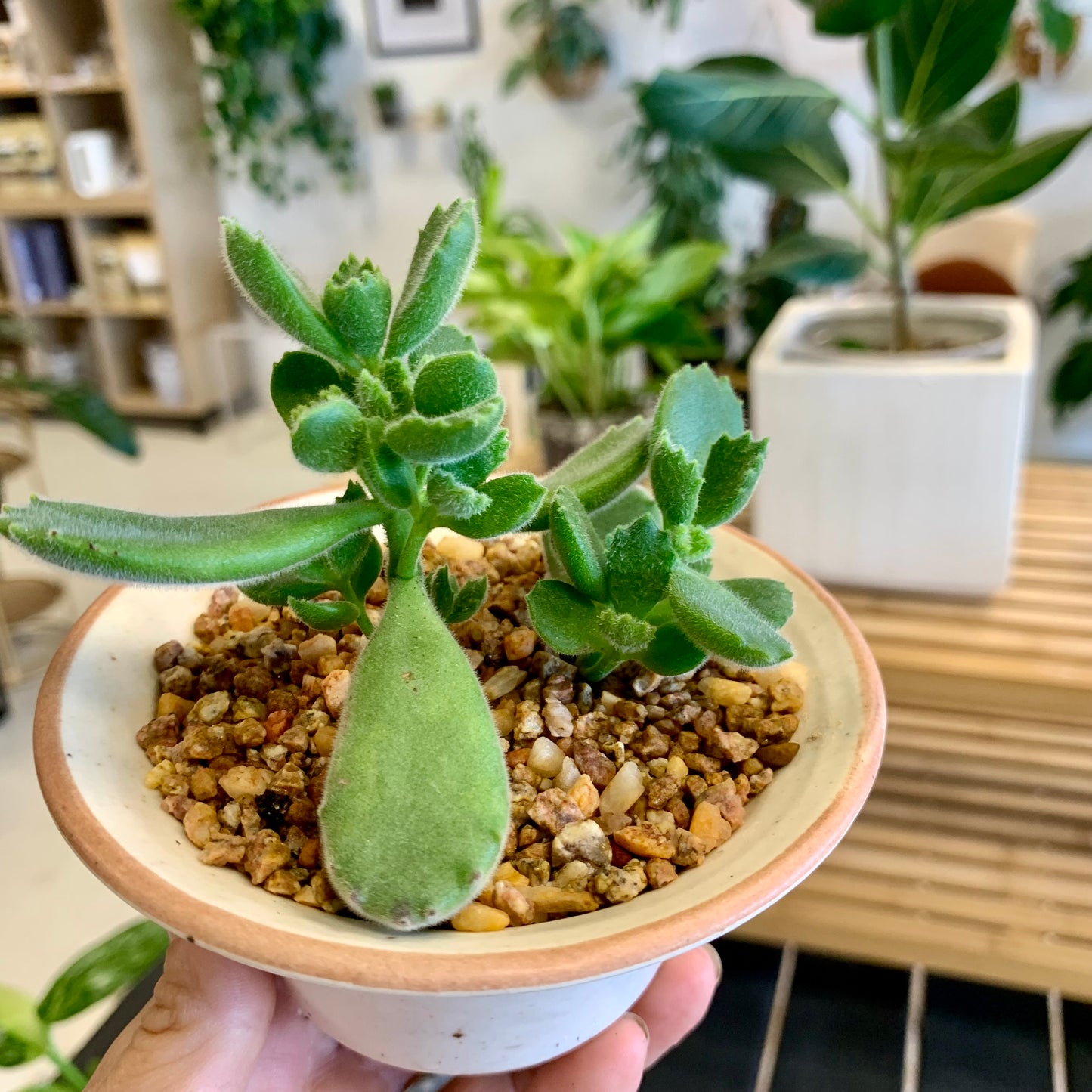 Potted Succulent