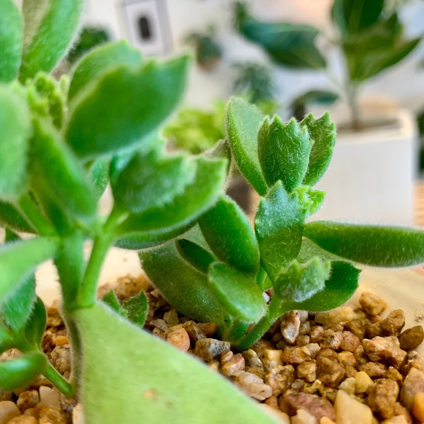 Potted Succulent