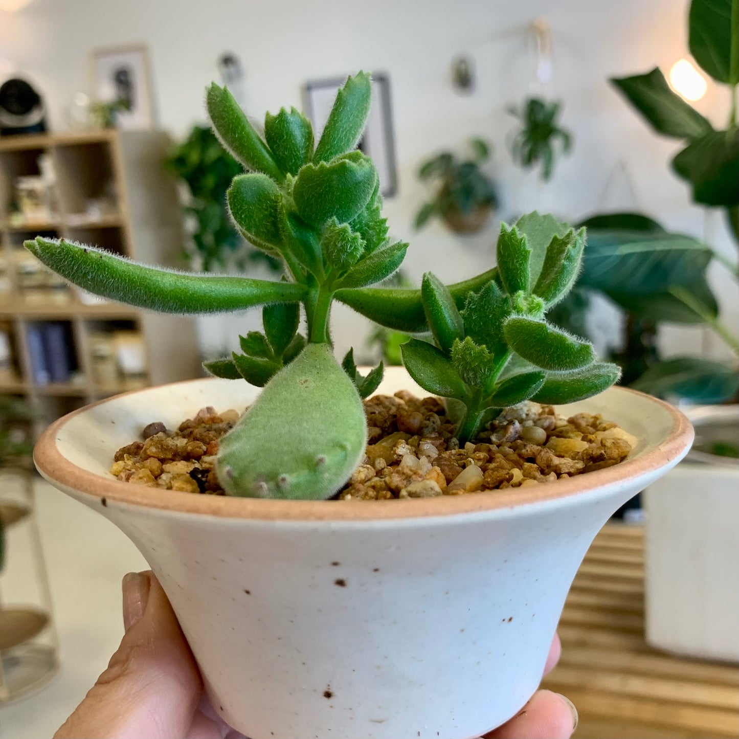 Potted Succulent