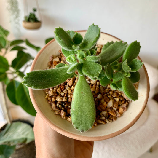 Potted Succulent