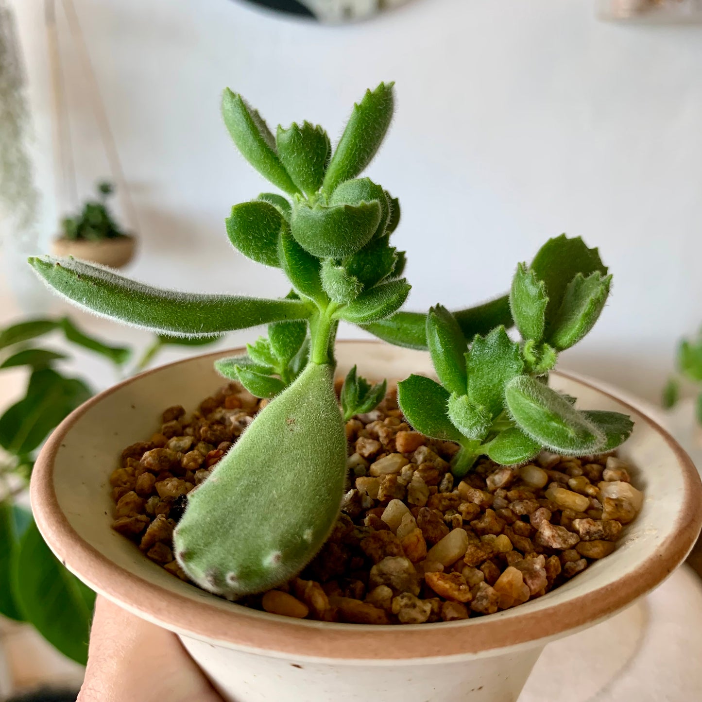 Potted Succulent