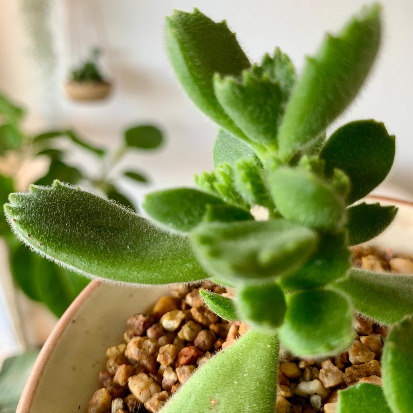 Potted Succulent