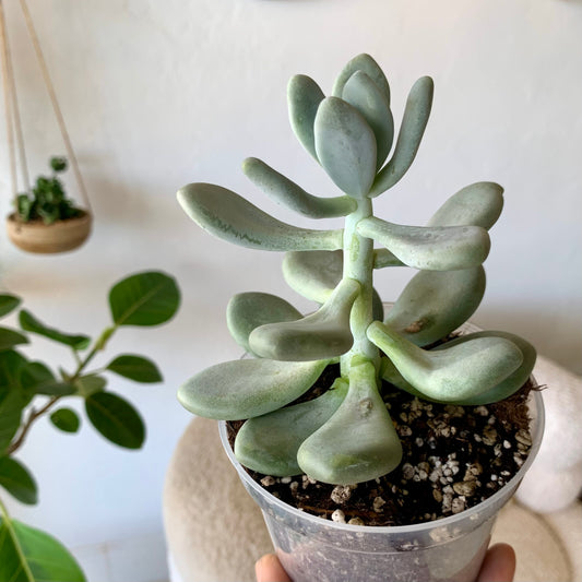 Pachyphytum Bracteosum