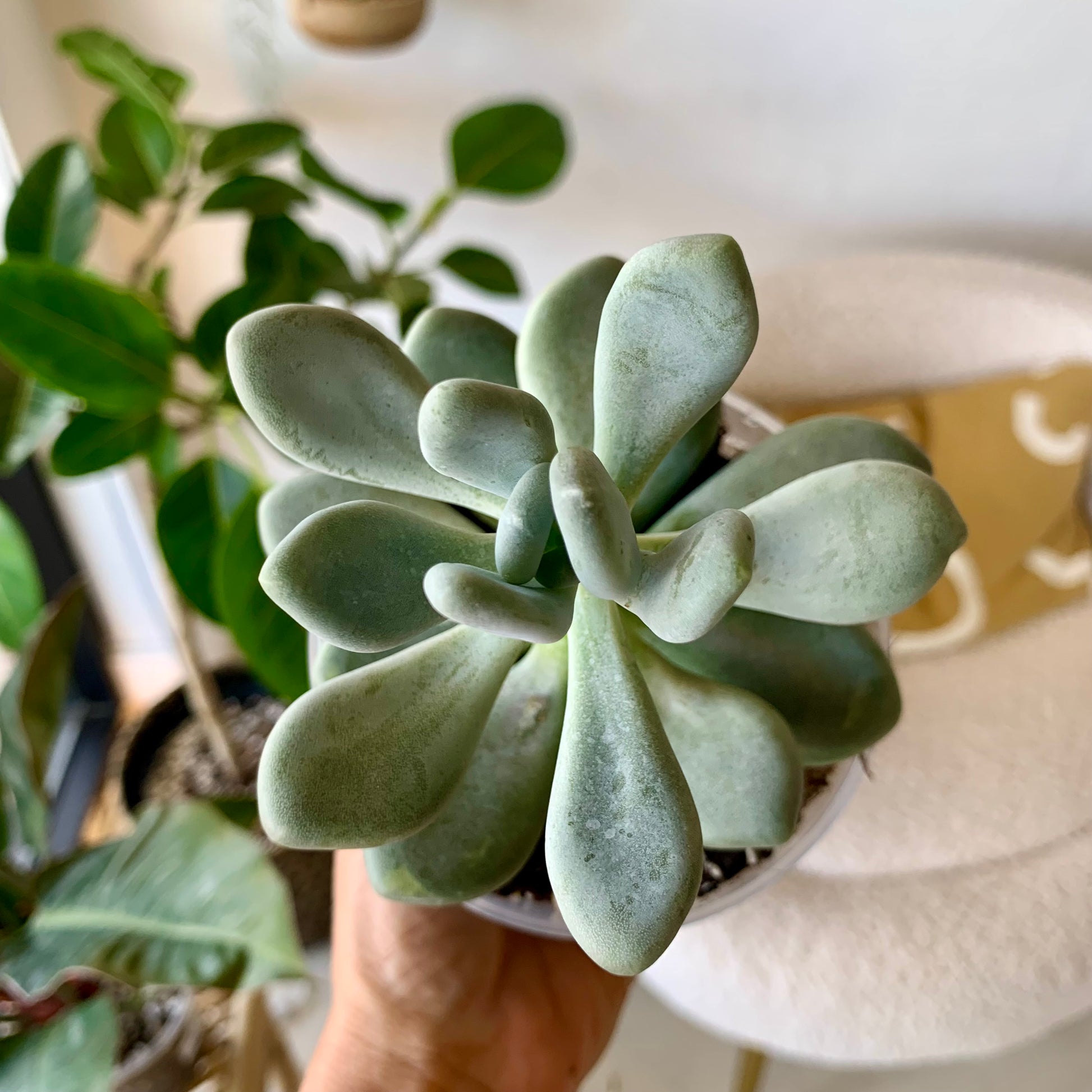 Pachyphytum Bracteosum Silver Bracts