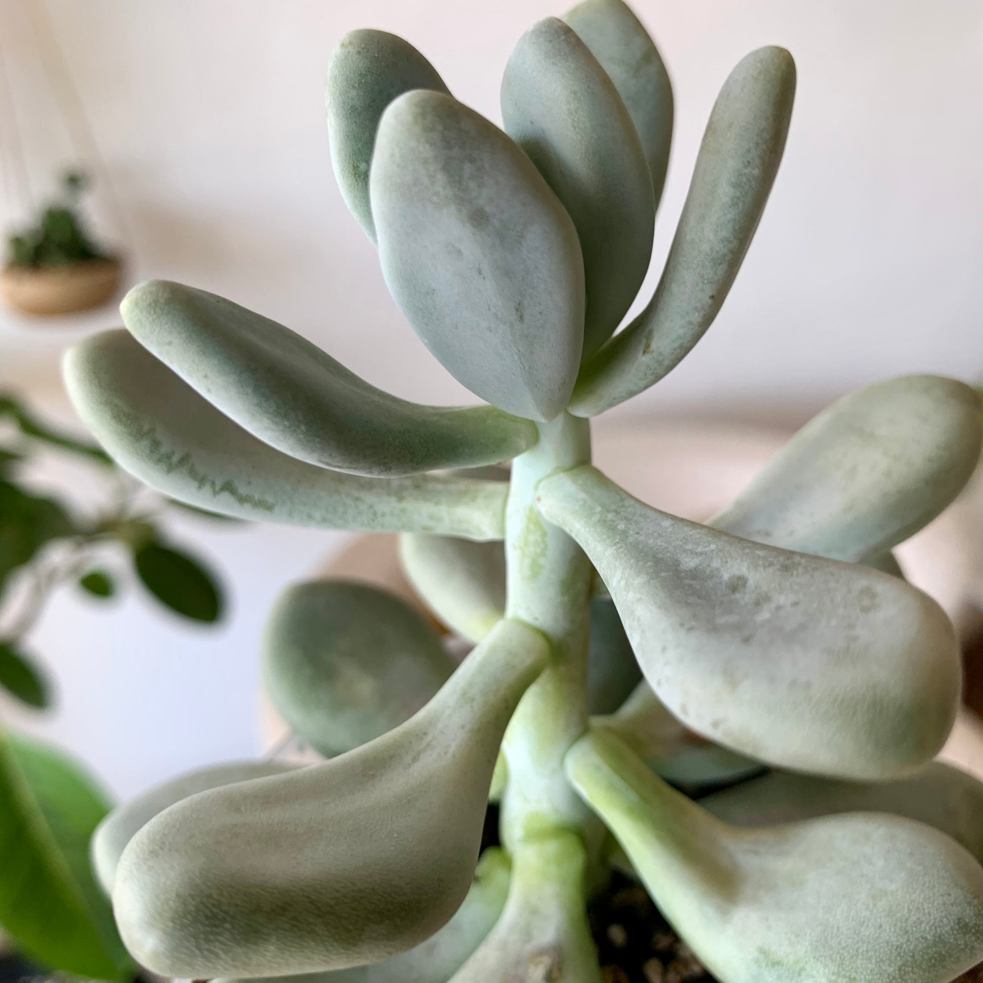 Pachyphytum Bracteosum Silver Bracts