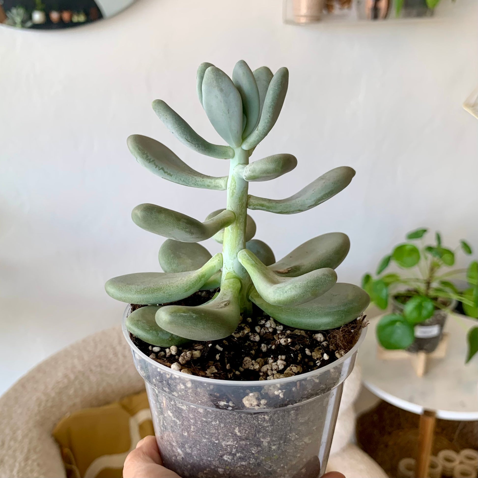 Pachyphytum Bracteosum Silver Bracts