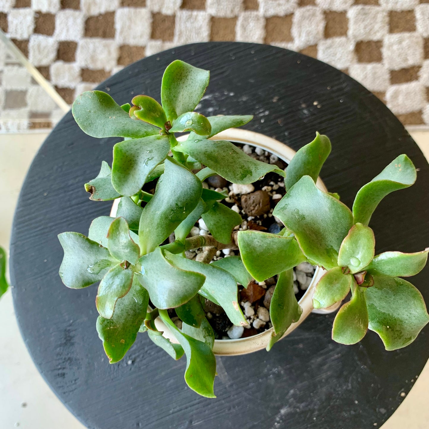 Potted Ripple Jade Plant