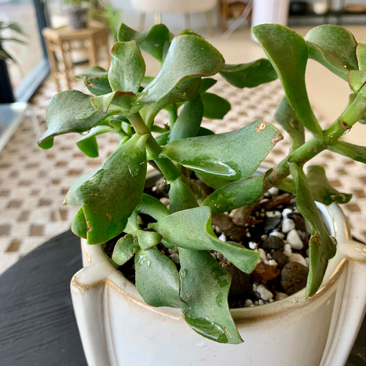 Potted Ripple Jade Plant