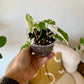 Albo Syngonium