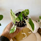 Albo Syngonium