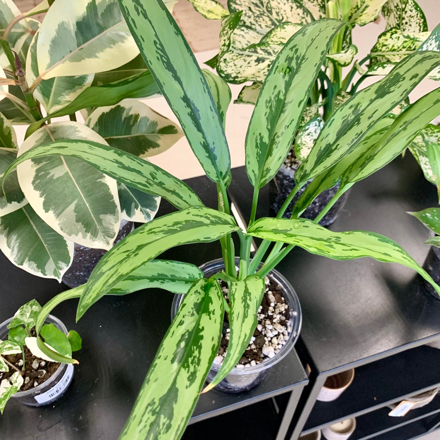 Aglaonema Cutlass Starter