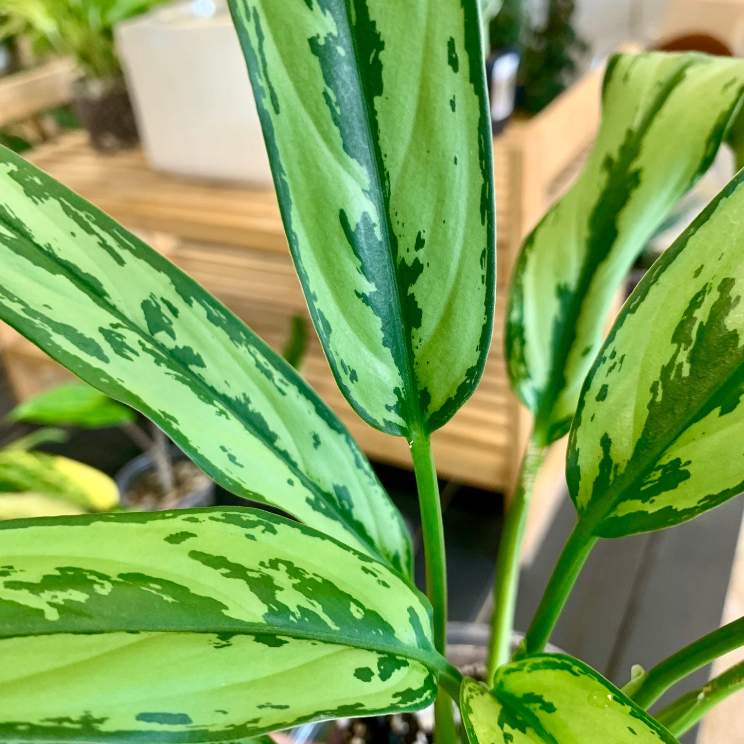 Aglaonema Cutlass Starter